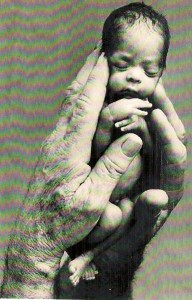 Hands Holding A Baby